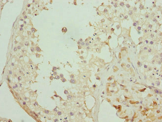 GPR68 / OGR1 Antibody - Immunohistochemistry of paraffin-embedded human testis tissue at dilution 1:100