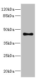 GPR68 / OGR1 Antibody - Western blot All Lanes: GPR68antibody at 4.95ug/ml+ Mouse lung tissue Goat polyclonal to rabbit at 1/10000 dilution Predicted band size: 41 kDa Observed band size: 41 kDa