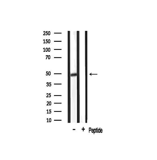 GPR68 / OGR1 Antibody - Western blot analysis of SPR1 expression in mouse brain lysate
