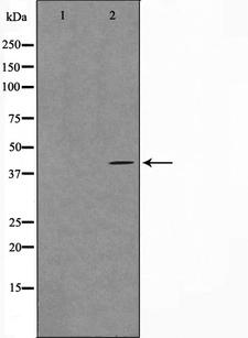 GPR68 / OGR1 Antibody - Western blot analysis on Jurkat cell lysates using SPR1 antibody. The lane on the left is treated with the antigen-specific peptide.