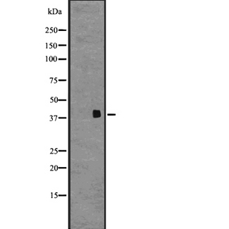 GPR68 / OGR1 Antibody - Western blot analysis of GPR68 expression in human fetal brain lysate. The lane on the left is treated with the antigen-specific peptide.