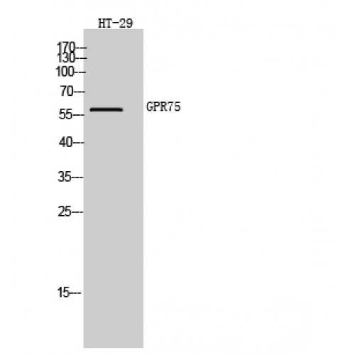 GPR75 Antibody - Western blot of GPR75 antibody