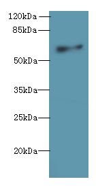 GPR75 Antibody - Western blot. All lanes: GPR75 antibody at 8 ug/ml+ HT29 whole cell lysate Goat polyclonal to rabbit at 1:10000 dilution. Predicted band size: 59 kDa. Observed band size: 59 kDa.