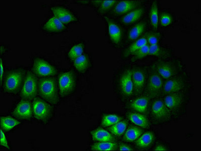 GPR75 Antibody - Immunofluorescent analysis of A549 cells using GPR75 Antibody at dilution of 1:100 and Alexa Fluor 488-congugated AffiniPure Goat Anti-Rabbit IgG(H+L)