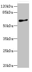 GPR75 Antibody - Western blot All lanes: GPR75 antibody at 8µg/ml + HT29 whole cell lysate Secondary Goat polyclonal to rabbit IgG at 1/10000 dilution Predicted band size: 59 kDa Observed band size: 59 kDa