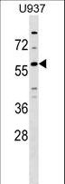 GPR75 Antibody - GPR75 Antibody western blot of U937 cell line lysates (35 ug/lane). The GPR75 antibody detected the GPR75 protein (arrow).