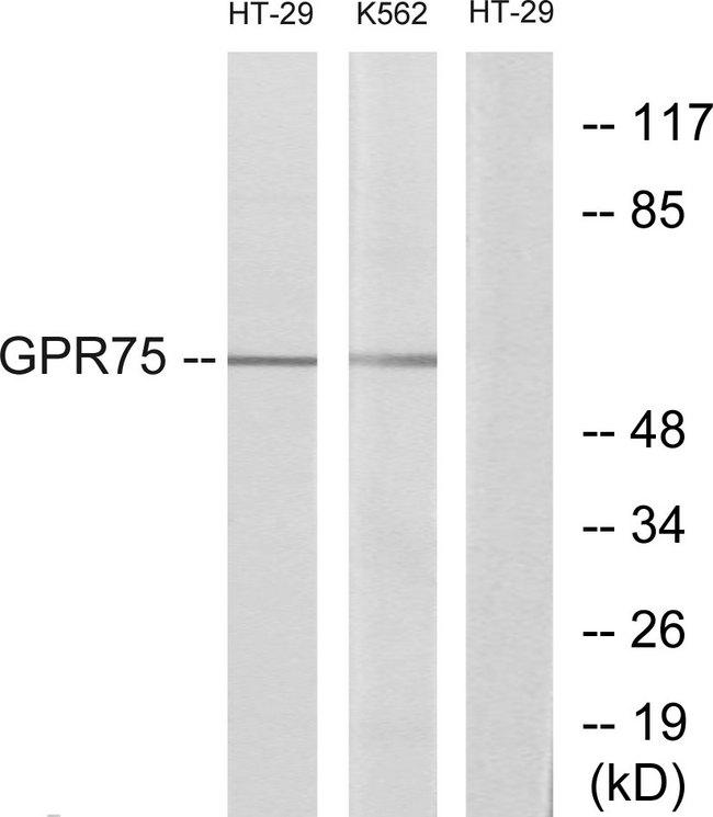 GPR75 Antibody - Western blot analysis of extracts from HT-29 cells and K562 cells, using GPR75 antibody.
