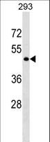 GPR78 Antibody - GPR78 Antibody western blot of 293 cell line lysates (35 ug/lane). The GPR78 antibody detected the GPR78 protein (arrow).