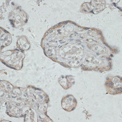 GPR78 Antibody - Immunohistochemistry of paraffin-embedded human placenta using GPR78 antibody at dilution of 1:100 (40x lens).