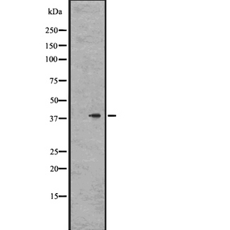 GPR78 Antibody - Western blot analysis of GPR78 expression in OVCAR 3 cells lysate. The lane on the left is treated with the antigen-specific peptide.