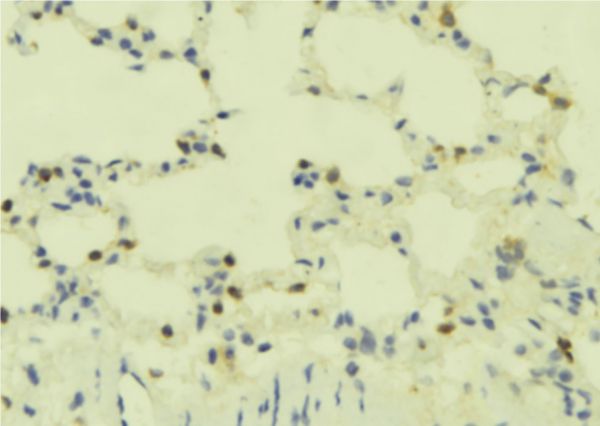 GPR78 Antibody - 1:100 staining mouse lung tissue by IHC-P. The sample was formaldehyde fixed and a heat mediated antigen retrieval step in citrate buffer was performed. The sample was then blocked and incubated with the antibody for 1.5 hours at 22°C. An HRP conjugated goat anti-rabbit antibody was used as the secondary.