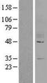 GPR78 Protein - Western validation with an anti-DDK antibody * L: Control HEK293 lysate R: Over-expression lysate