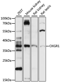 GPR80 / GPR99 / OXGR1 Antibody - Western blot analysis of extracts of various cell lines, using OXGR1 antibody at 1:1000 dilution. The secondary antibody used was an HRP Goat Anti-Rabbit IgG (H+L) at 1:10000 dilution. Lysates were loaded 25ug per lane and 3% nonfat dry milk in TBST was used for blocking. An ECL Kit was used for detection and the exposure time was 10s.