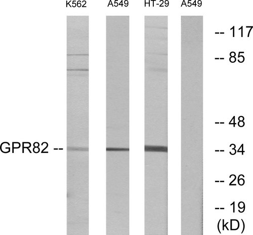 GPR82 Antibody - Western blot analysis of lysates from A549, K562, and HT-29 cells, using GPR82 Antibody. The lane on the right is blocked with the synthesized peptide.