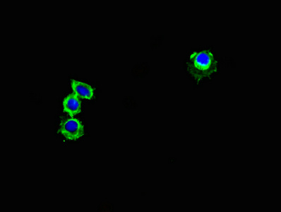 GPR82 Antibody - Immunofluorescent analysis of Hela cells using GPR82 Antibody at dilution of 1:100 and Alexa Fluor 488-congugated AffiniPure Goat Anti-Rabbit IgG(H+L)