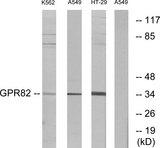 GPR82 Antibody - Western blot analysis of extracts from K562 cells, A549 cells and HT-29 cells, using GPR82 antibody.