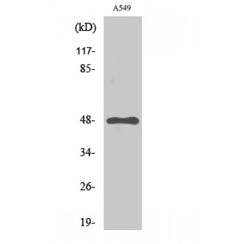 GPR83 Antibody - Western blot of GPR83 antibody