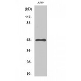 GPR83 Antibody - Western blot of GPR83 antibody