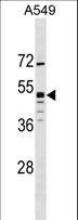 GPR83 Antibody - GPR83 Antibody western blot of A549 cell line lysates (35 ug/lane). The GPR83 antibody detected the GPR83 protein (arrow).