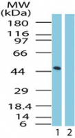 GPR83 Antibody - Western blot ofGPR83 in mouse brain lysate in the 1) absence and 2) presence of immunizing peptide using antibody at0.25 ug/ml.