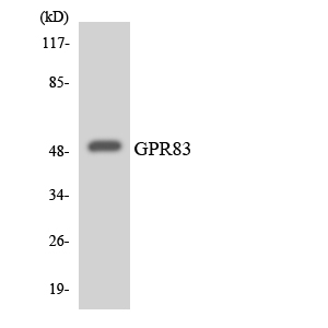 GPR83 Antibody - Western blot analysis of the lysates from HeLa cells using GPR83 antibody.