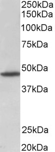 GPR83 Antibody - GPR83 antibody (1 ug/ml) staining of Rat Brain lysate (35 ug protein in RIPA buffer). Primary incubation was 1 hour. Detected by chemiluminescence.