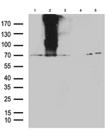 GPR83 Antibody - Western blot analysis of lysates from 293T cells transfected with. (1)pCINEO-hGPR83. (2)pcDNA3.1-mGPR83. (3)pcDNA3.1-rGPR83. (4)pcDNA3.1. (5)PCINEO plasmids using anti-GPR83 Mouse monoclonal antibody. (1:500)