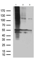 GPR83 Antibody - Western blot analysis of lysates from 293T cells transfected with. (1)pcDNA3.1-mGPR83. (2)pcDNA3.1-rGPR83. (3)pcDNA3.1 plasmids using anti-GPR83 Mouse monoclonal antibody. (1:500)