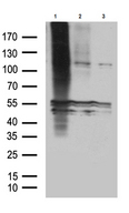 GPR83 Antibody - Western blot analysis of lysates from 293T cells transfected with. (1)pcDNA3.1-mGPR83. (2)pcDNA3.1-rGPR83. (3)pcDNA3.1 plasmids using anti-GPR83 Mouse monoclonal antibody. (1:500)