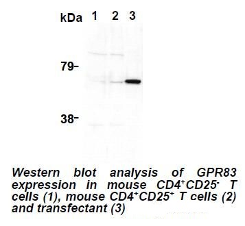 GPR83 Antibody