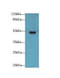 GPR83 Antibody - Western blot. All lanes: GPR83 antibody at 2 ug/ml+LO0- whole cell lysate Goat polyclonal to rabbit at 1:10000 dilution. Predicted band size: 48 kDa. Observed band size: 48 kDa.