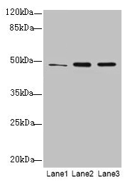 GPR83 Antibody - Western blot All lanes: GPR83 antibody at 2µg/ml Lane 1: HCT116 whole cell lysate Lane 2: U87 whole cell lysate Lane 3: MCF-7 whole cell lysate Secondary Goat polyclonal to rabbit IgG at 1/10000 dilution Predicted band size: 49 kDa Observed band size: 49 kDa