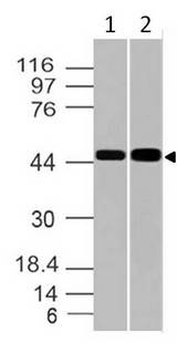 GPR83 Antibody - Fig-1: Expression analysis of GPR83. Anti-GPR83 antibody was used at 1 µg/ml on (1) PC3 and (2) HCT-116 lysates.