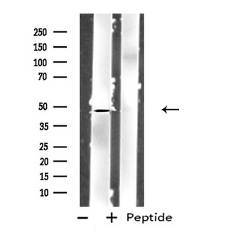 GPR83 Antibody - Western blot analysis of extracts of A549 cells using GPR83 antibody.