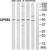 GPR83 Antibody - Western blot analysis of extracts from A549 cells, LOVO cells, Jurkat cells, HepG2 cells and HuvEc cells, using GPR83 antibody.