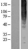 GPR83 Protein - Western validation with an anti-DDK antibody * L: Control HEK293 lysate R: Over-expression lysate