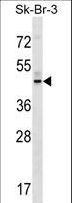 GPR87 Antibody - GPR87 Antibody western blot of SK-BR-3 cell line lysates (35 ug/lane). The GPR87 antibody detected the GPR87 protein (arrow).