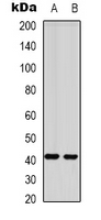 GPR87 Antibody - Western blot analysis of GPR87 expression in HepG2 (A); mouse brain (B) whole cell lysates.