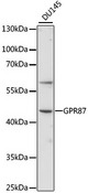 GPR87 Antibody - Western blot analysis of extracts of DU145 cells, using GPR87 antibody at 1:1000 dilution. The secondary antibody used was an HRP Goat Anti-Rabbit IgG (H+L) at 1:10000 dilution. Lysates were loaded 25ug per lane and 3% nonfat dry milk in TBST was used for blocking. An ECL Kit was used for detection and the exposure time was 90s.