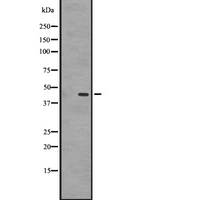 GPR87 Antibody - Western blot analysis of GPR87/GPR95 expression in A431 whole cells lysate. The lane on the left is treated with the antigen-specific peptide.