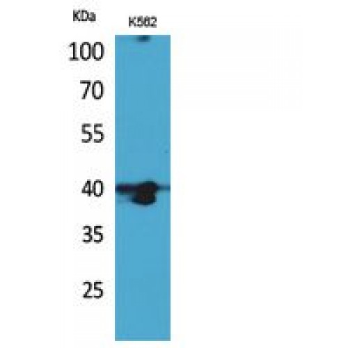 GPR87 Antibody - Western blot of GPR87/95 antibody
