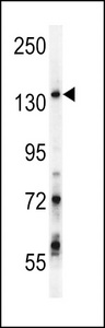 GPRASP1 / GASP-1 Antibody - GPRASP1 Antibody western blot of Jurkat cell line lysates (35 ug/lane). The GPRASP1 antibody detected the GPRASP1 protein (arrow).