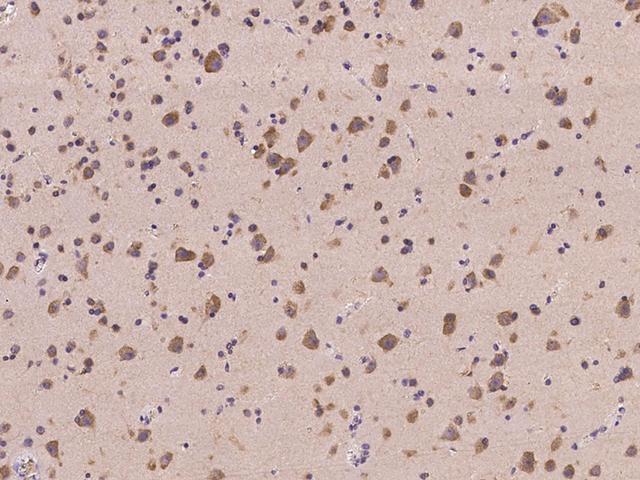 GPRASP1 / GASP-1 Antibody - Immunochemical staining of human GPRASP1 in human brain with rabbit polyclonal antibody at 1:300 dilution, formalin-fixed paraffin embedded sections.