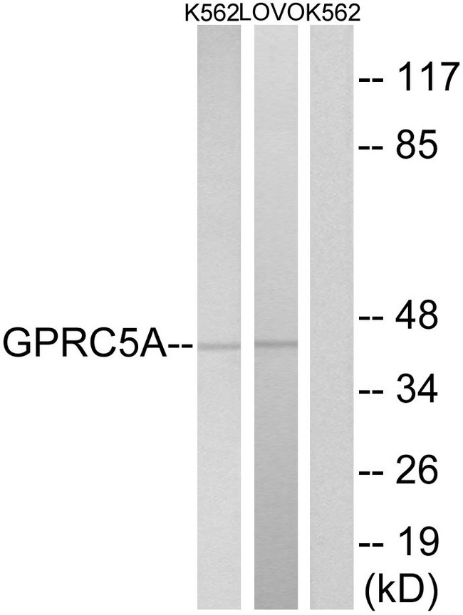 GPRC5A / RAI3 Antibody - Western blot analysis of lysates from K562 and LOVO cells, using GPRC5A Antibody. The lane on the right is blocked with the synthesized peptide.