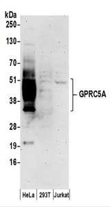 GPRC5A / RAI3 Antibody - Detection of Human GPRC5A by Western Blot. Samples: Whole cell lysate (50 ug) prepared using NETN buffer from HeLa, 293T, and Jurkat cells. Antibodies: Affinity purified rabbit anti-GPRC5A antibody used for WB at 0.1 ug/ml. Detection: Chemiluminescence with an exposure time of 3 minutes.