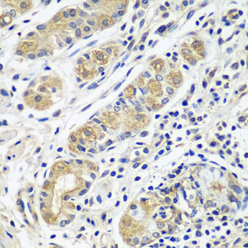 GPRC5A / RAI3 Antibody - Immunohistochemistry of paraffin-embedded human stomach tissue.
