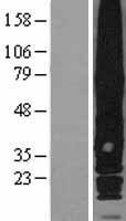 GPRC5A / RAI3 Protein - Western validation with an anti-DDK antibody * L: Control HEK293 lysate R: Over-expression lysate