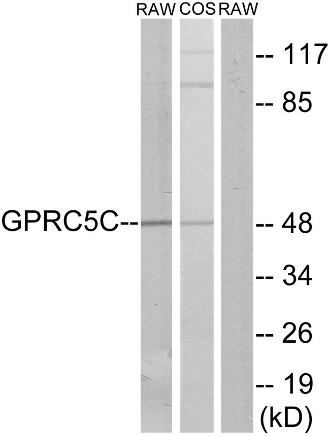 GPRC5C Antibody - Western blot analysis of lysates from RAW264.7 and COS7 cells, using GPRC5C Antibody. The lane on the right is blocked with the synthesized peptide.