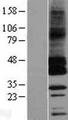 GPRC5C Protein - Western validation with an anti-DDK antibody * L: Control HEK293 lysate R: Over-expression lysate