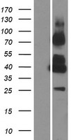 GPRC5C Protein - Western validation with an anti-DDK antibody * L: Control HEK293 lysate R: Over-expression lysate